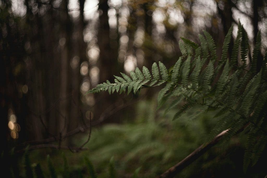 a closeup photo of a leaf as an example of shooting greenery