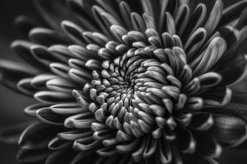 a black and white photo of a big flower