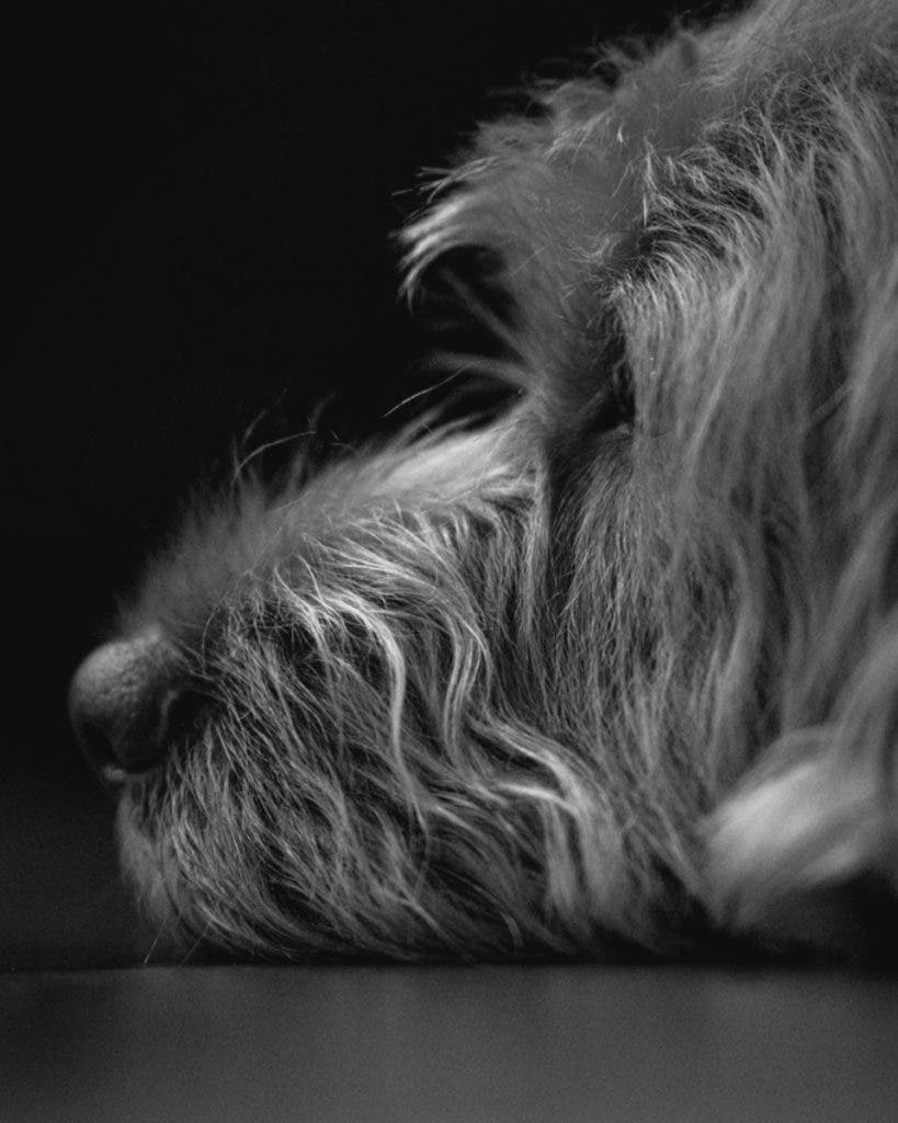 This is my dog, but it’s also a portrait of stillness. Some days, this is exactly how the city feels—soft, quiet, unbothered.