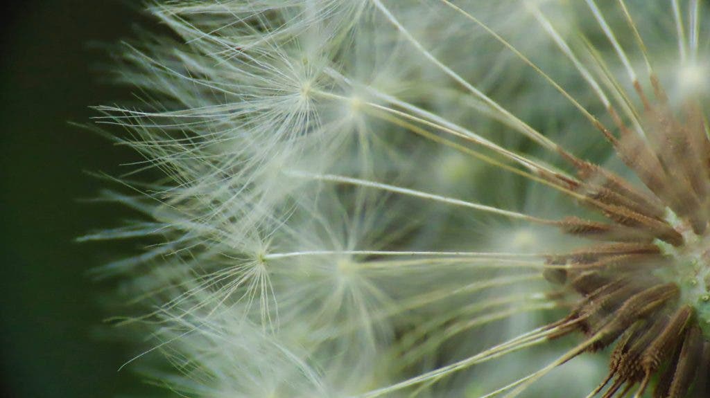 a macro shot of dandelions