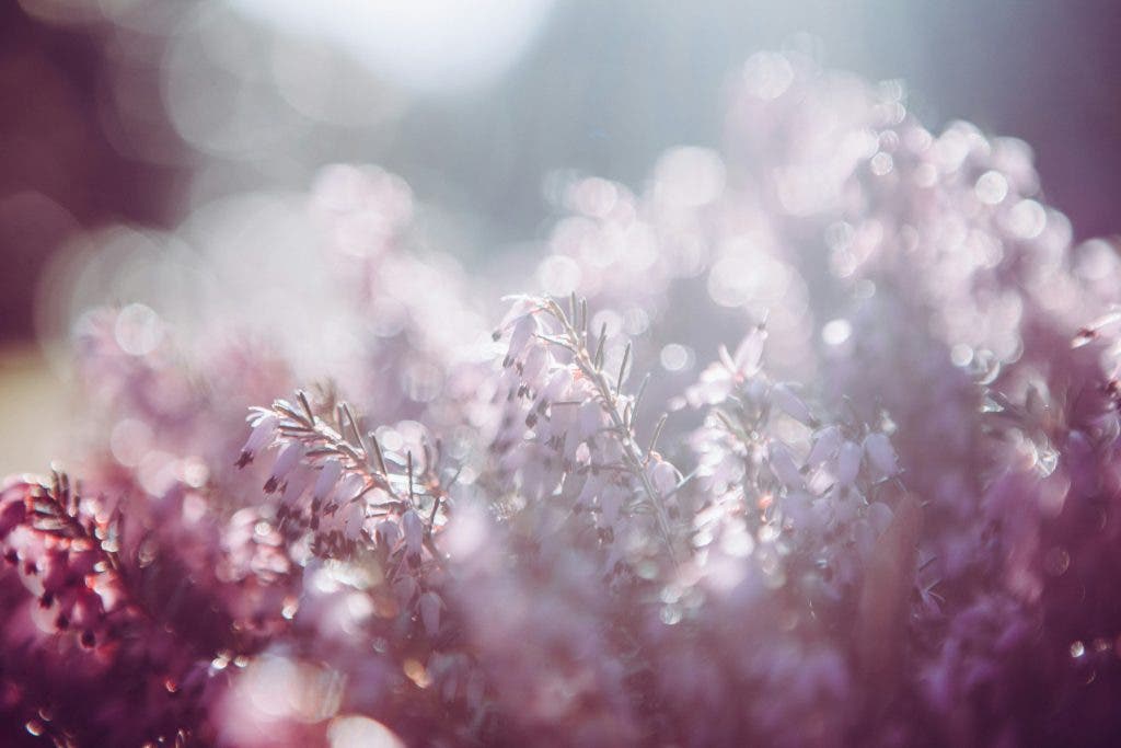 floral photography example of pink flowers being hit by sunlight