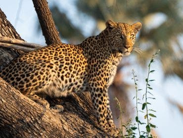 cheetah sits perched on a cliff gazing into the sunset