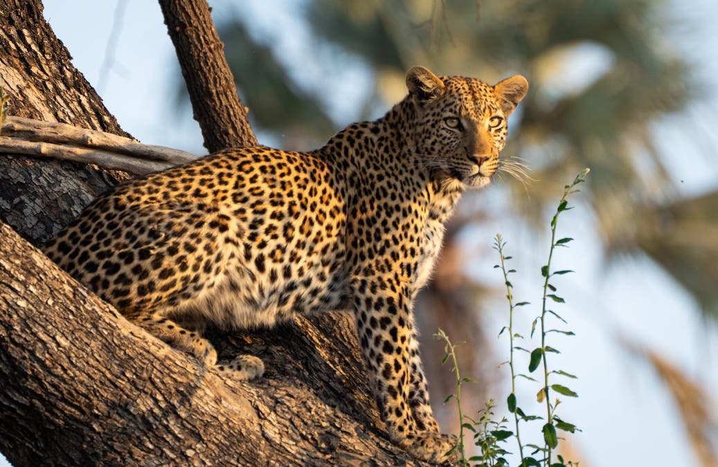 cheetah sits perched on a cliff gazing into the sunset
