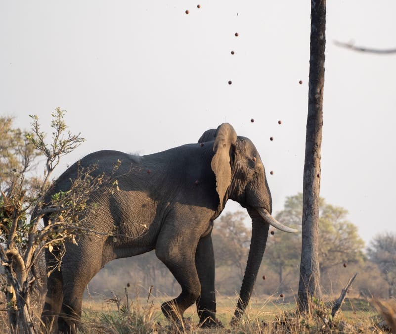 Elephants Eating from Palm Tree in Okavango Delta Sanctuary Retreats Safari