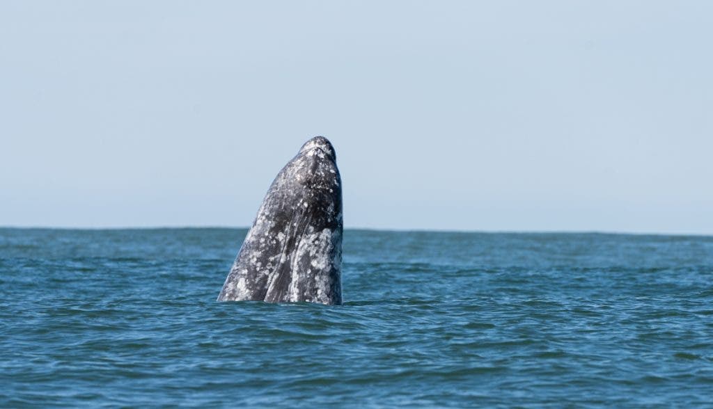 Gray whale in Puerto Adolfo Lopez Mateos _