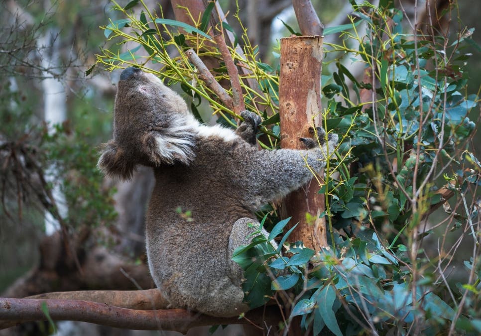 Koala in South Australia