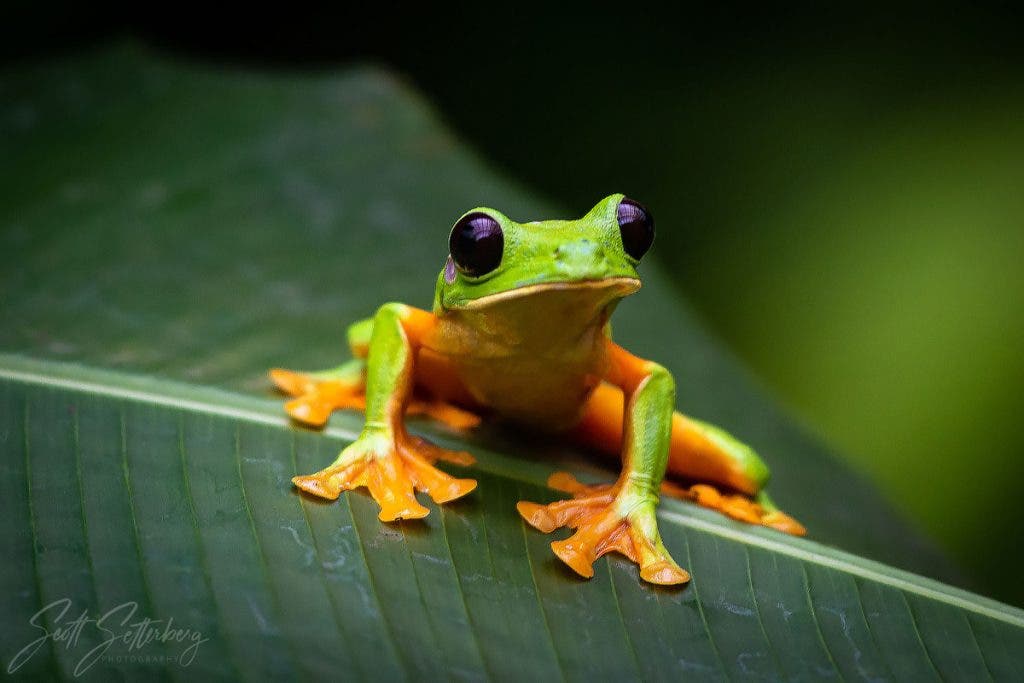 Photo by Scott Setterberg - Gliding Tree Frog, La Paz, Costa Rica