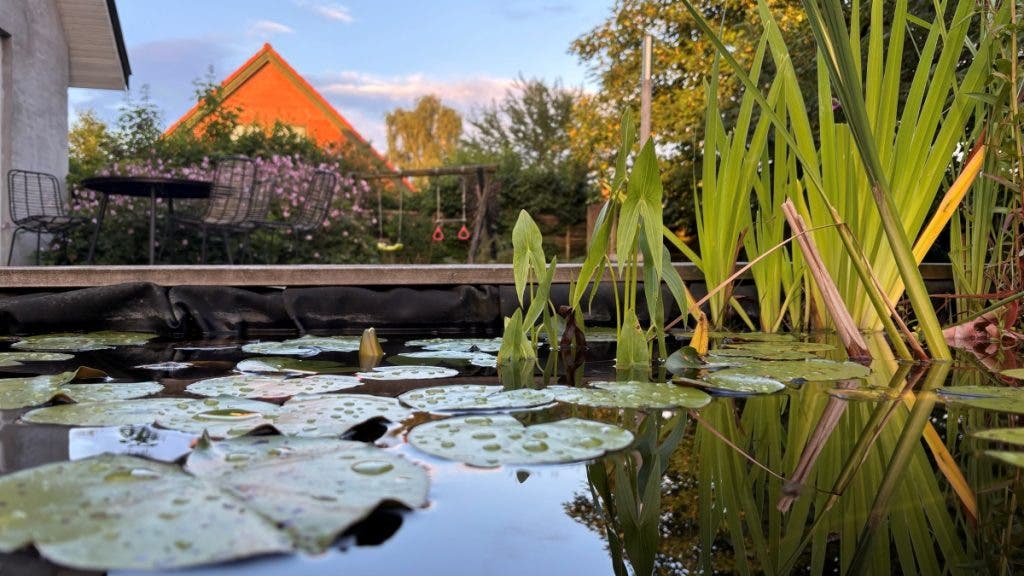 Garden Pond with lily pads