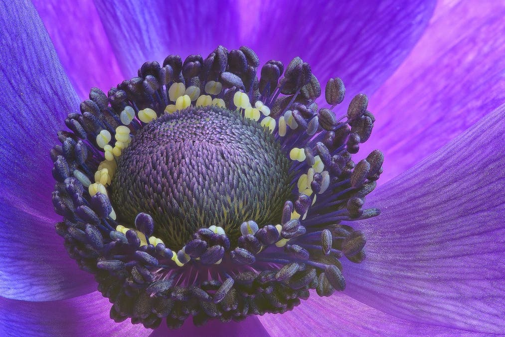 Raunkel super violet power