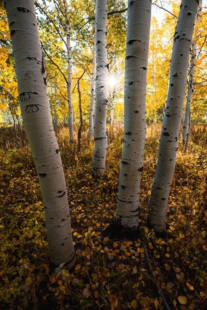 Aspens in Fish Lake National Forest.