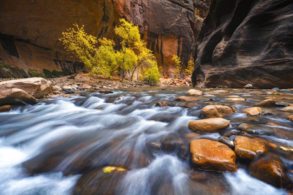 Fall color from Zion’s Narrows.
