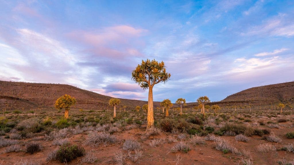 Sunset in Quiver Tree Forest in Nieuwoudtville, Northern Cape, South Africa scaled
