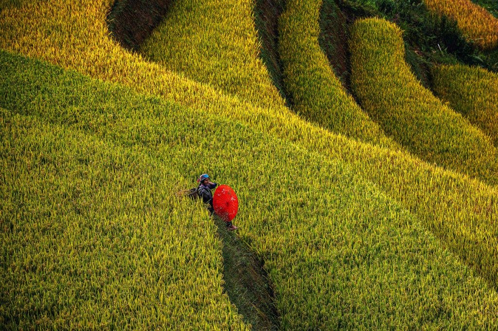 For Ancestral Tranquility: The Rice Terraces of Mu Cang Chai, Vietnam