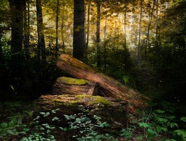 Image taken during Matt Stock's residency at the Great Smoky Mountains National Park.