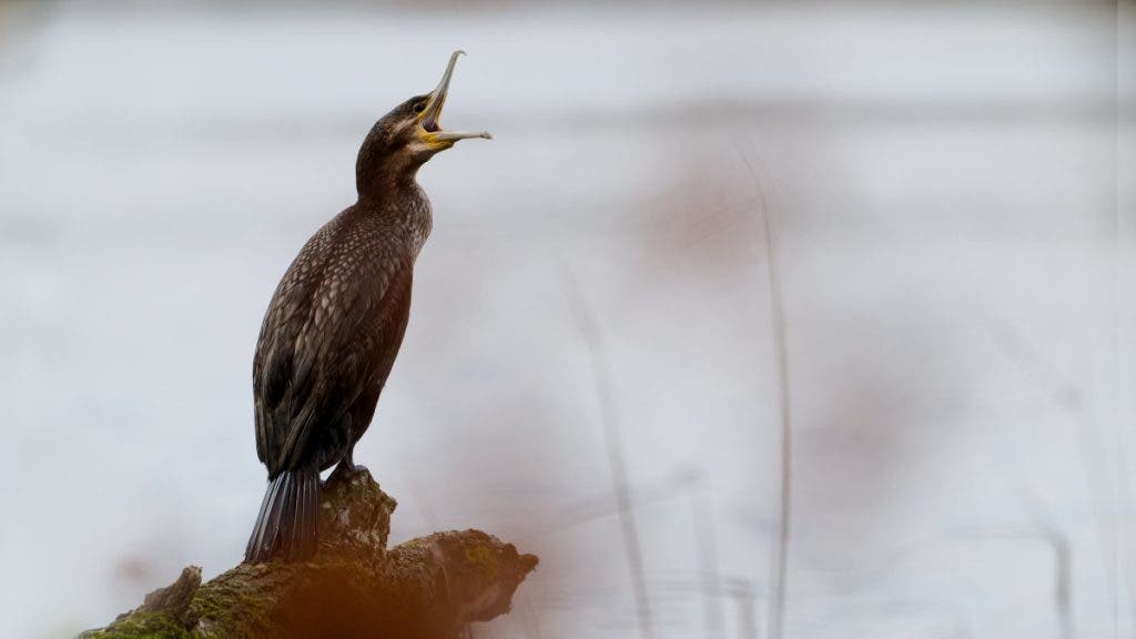 Cormorant