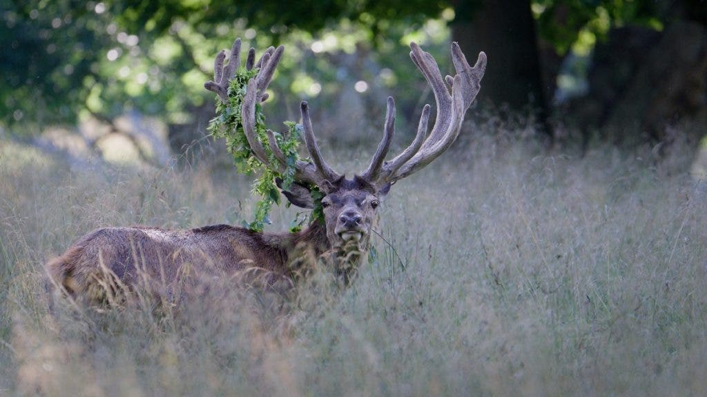 Red Deer Stag