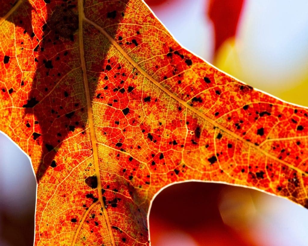 A close up of a leaf changing in Autmn