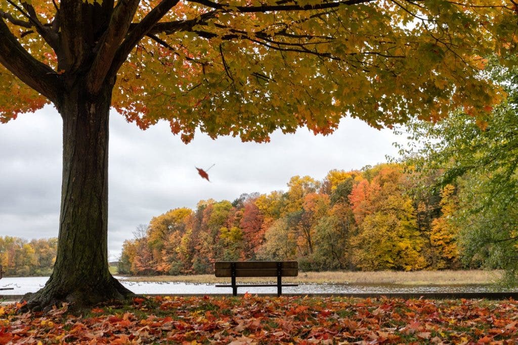 A single leaf falls near a park bench