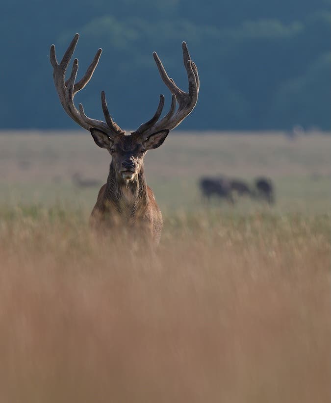 Portrait version of red deer