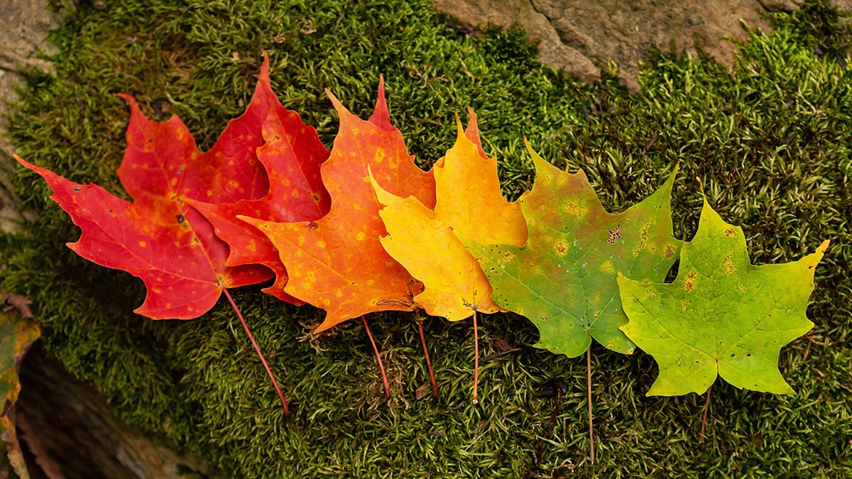 5 leaves of varying fall shades are arranged on the grass
