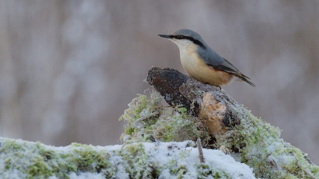 Cold weather is normally not very inviting. However, with the purpose of capturing forest birds, I spent 4 hours in a hide, in -10 Celcius, enjoying nature and what presented itself to me.