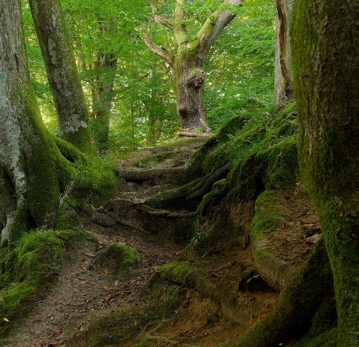 King of the Woods