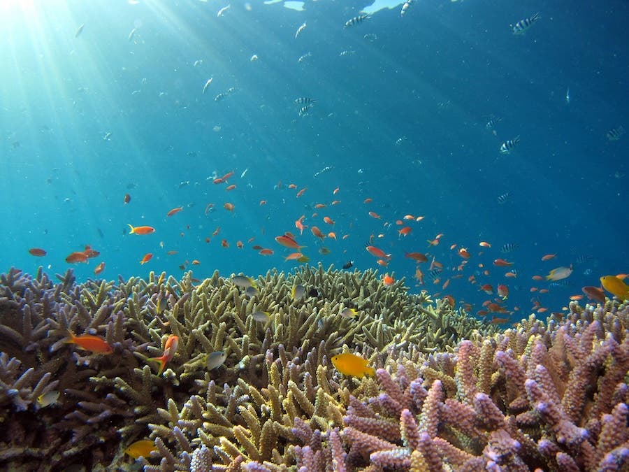 underwater photo taken by a rugged action camera