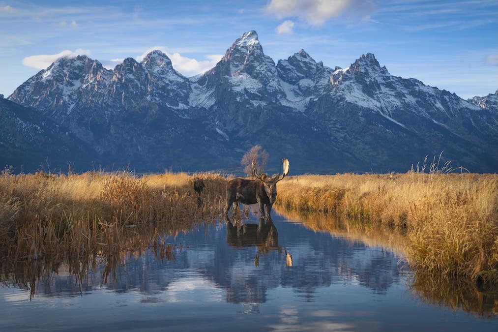 Hoback, the oldest bull moose in the Tetons, stands in the middle of a creek with the Grand Teton behind.