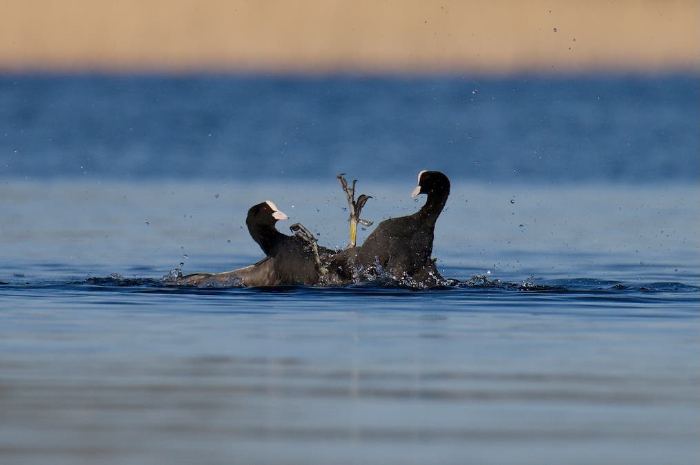 Coots Fighting
