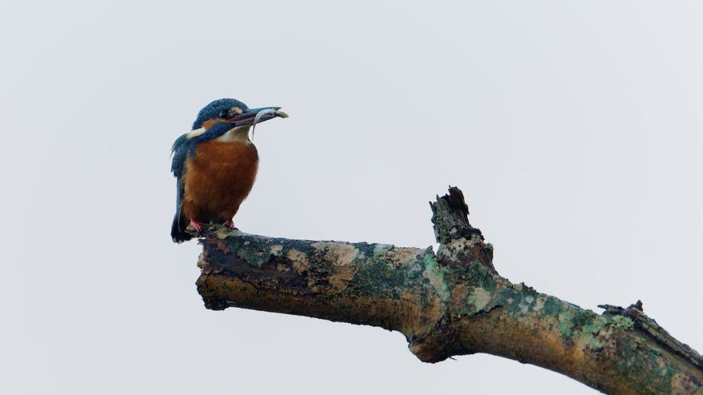 bird perched on a naked tree branch