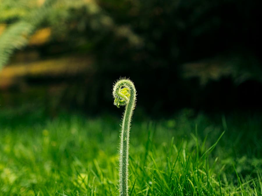 a sprout