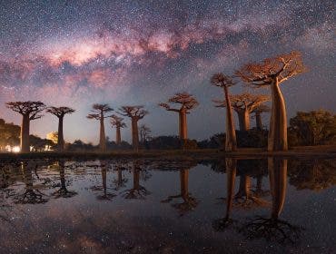 Milky Way above L'Avenue des Baobabs, a tourist hotspot. A photo by Kamran that helps save lives.