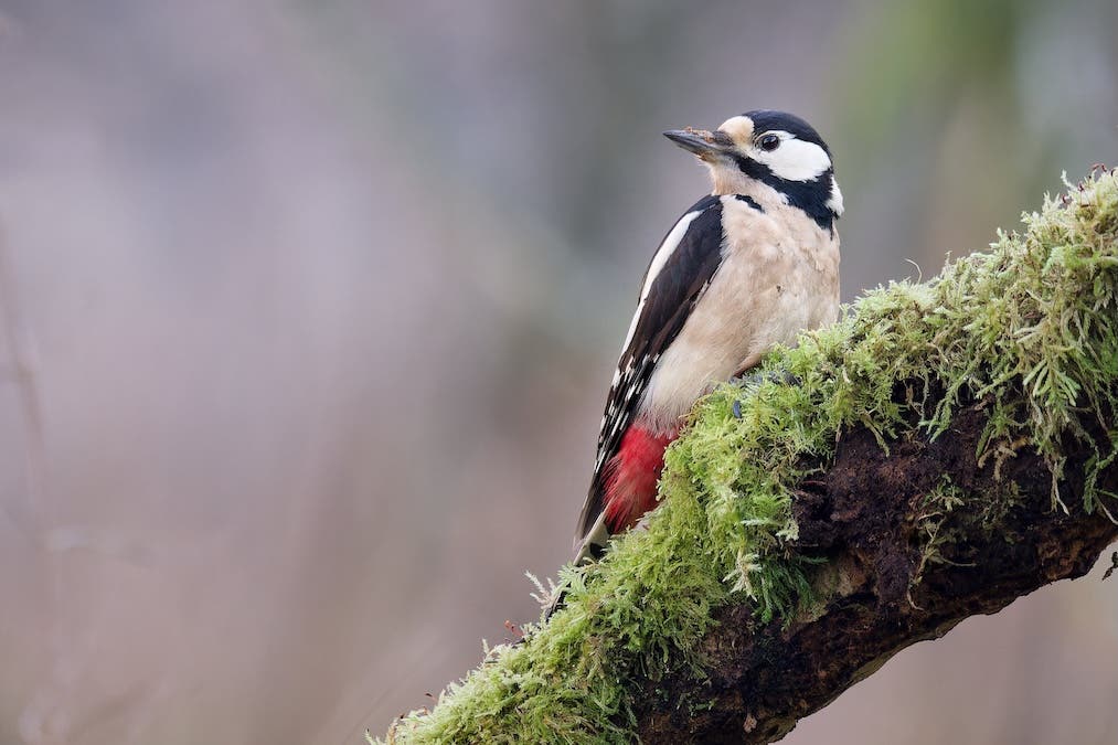 Woodpecker