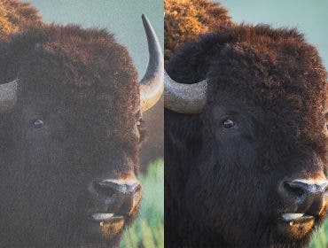 moose image with grain before and after