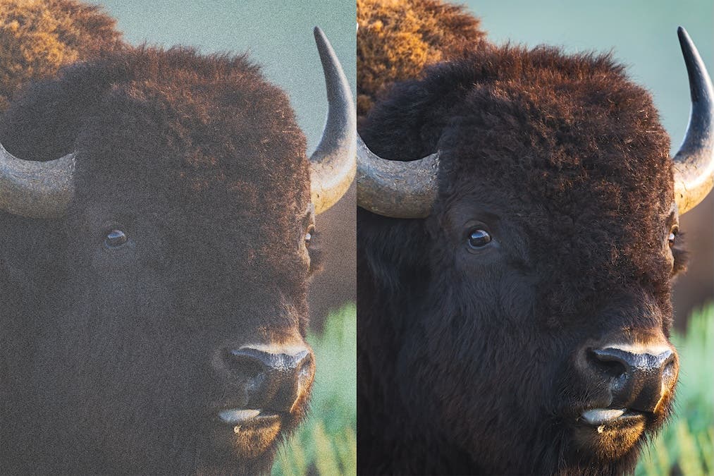 moose image with grain before and after