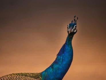 peacock staring straight at the camera