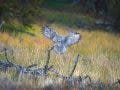 bird flaps its wings at the center of photo