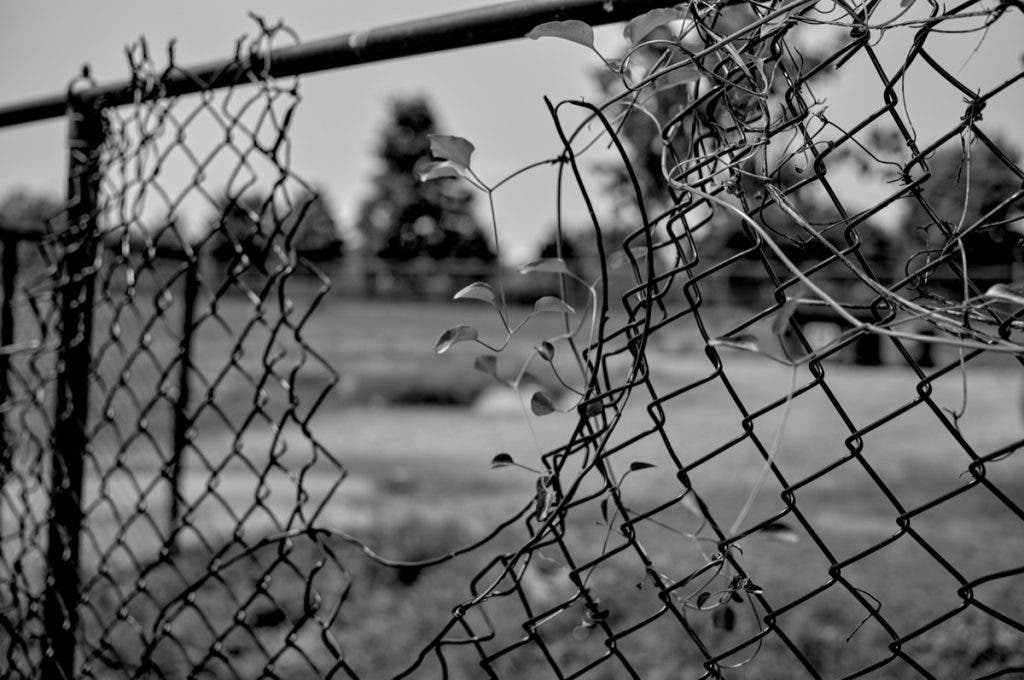 A black and white detail shot of a broken chain-link fence with a thin vine growing through the wire. The background is softly blurred, showing a park-like setting under bright daylight. Shot by Daniel Norton on a Leica M11 Monochrom.