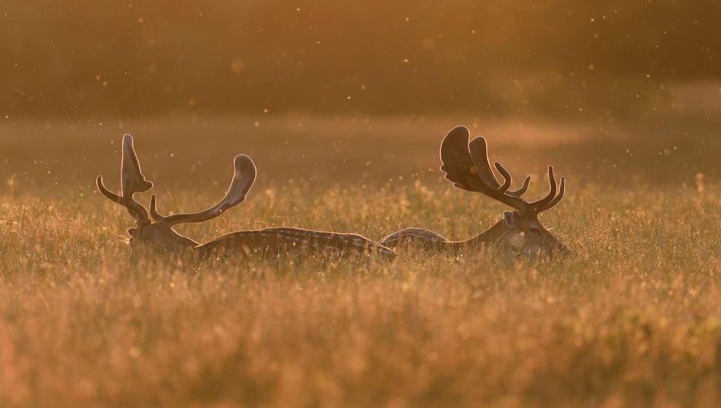two brother deers