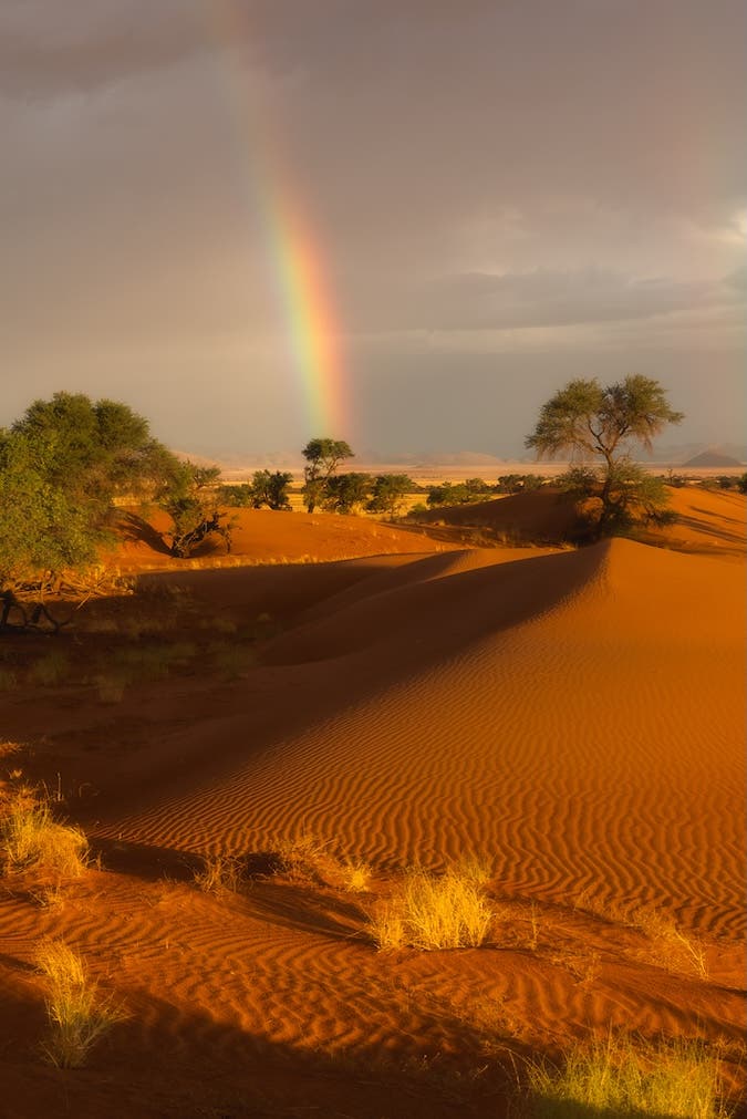 A vertical-orientation photograph of a desert landscape. The foreground is dominated by heavily textured, bright orange sand dunes illuminated by warm sunlight, with small tufts of yellow-green grass growing out of the sand. Green trees are positioned on the dunes and the flat land behind them. A vibrant, vertical rainbow descends from a dark, stormy sky toward the horizon.