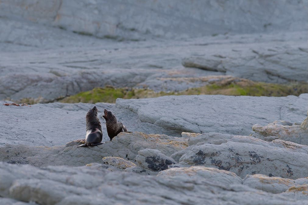 Two fur seal pups interacting on pale gray rocks, with one appearing to vocalize