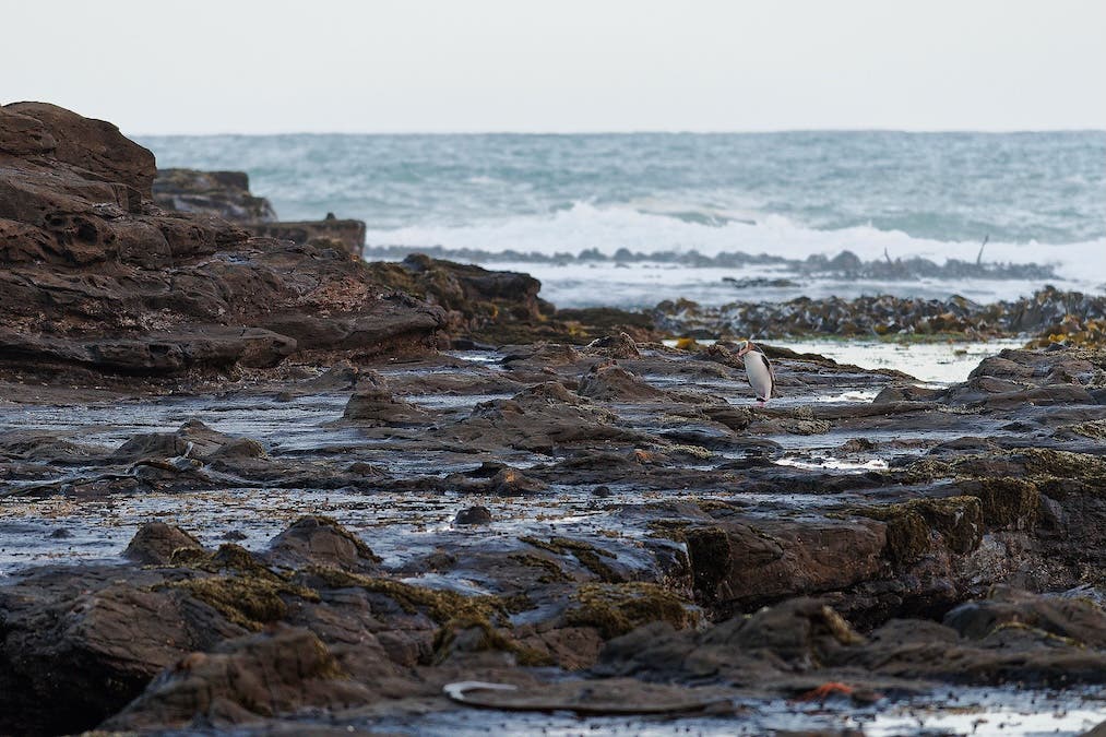 A penguin standing on a dark, rocky shoreline with ocean waves in the background