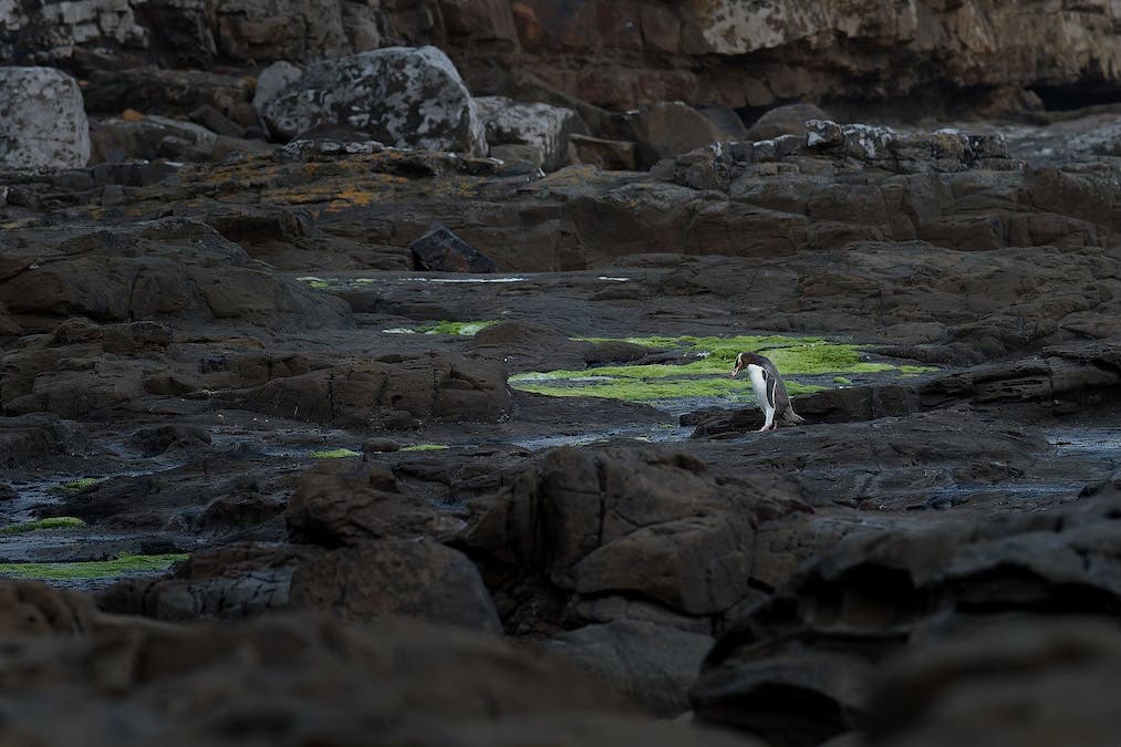 A penguin walking near bright green moss or algae on dark shoreline rocks