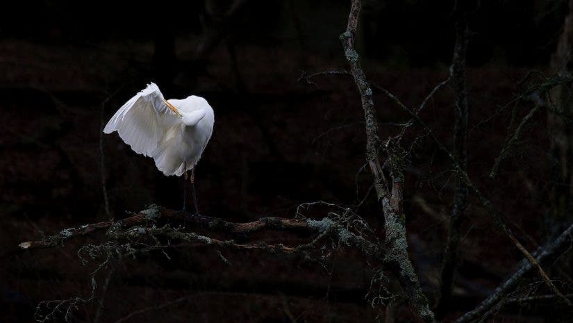 A bright white egret preening its wing on a dark, mossy branch against a nearly black background