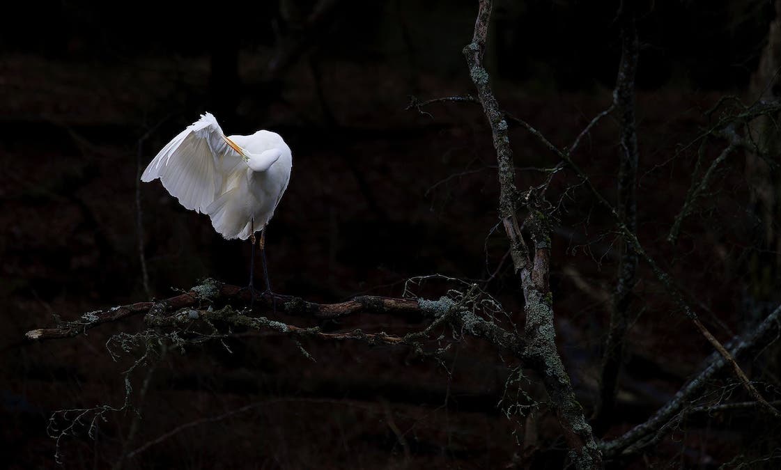A bright white egret preening its wing on a dark, mossy branch against a nearly black background