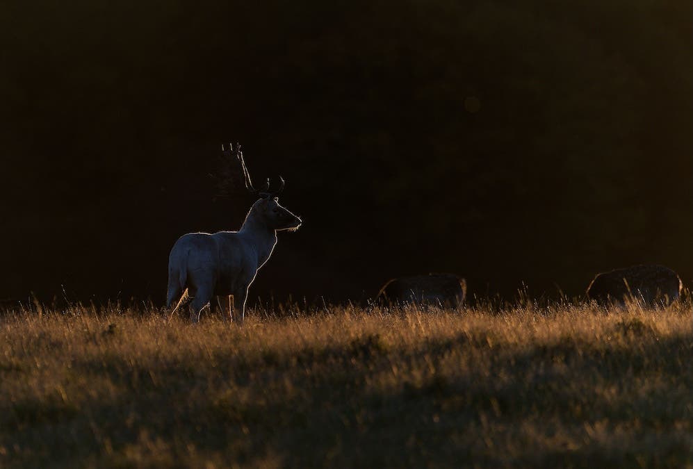 A white fallow deer standing in a sunlit patch of tall grass against a very dark background