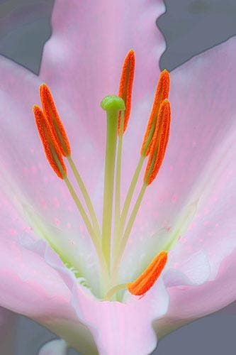 Flash for Flower Photography sample image