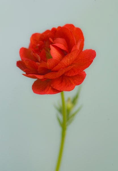 Flash for Flower Photography sample image