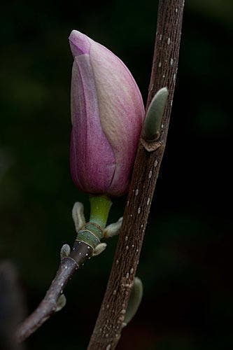 Flash for Flower Photography sample image