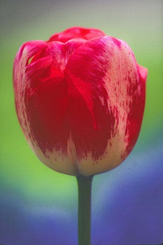 Flash for Flower Photography sample image